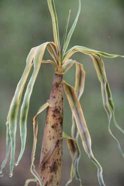 Golden bamboo shoot