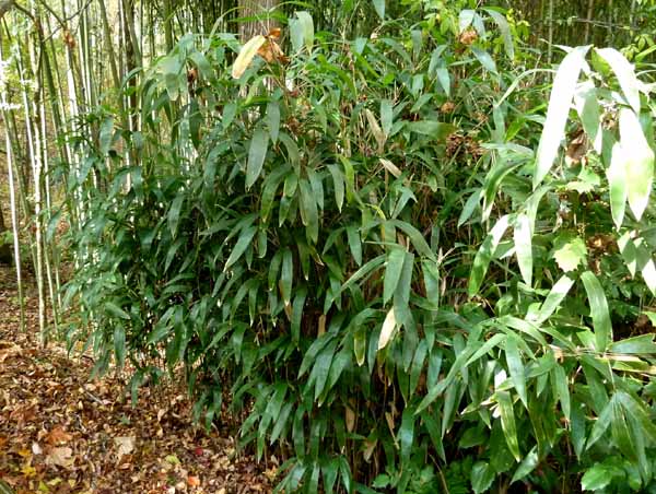 Broadleaf bamboo