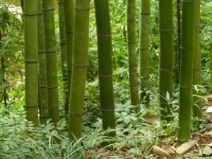Japanes TImber Bamboo