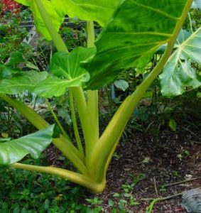 alocasia lutea stems