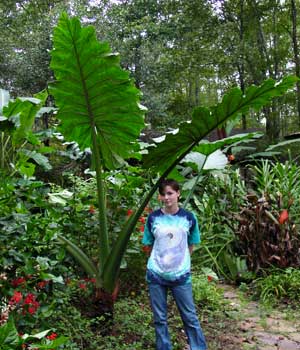 ALocasia portodora