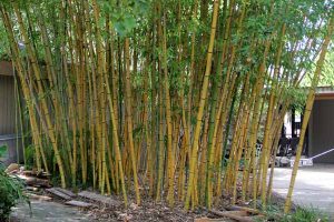 Birmingham zoo bamboo robert young