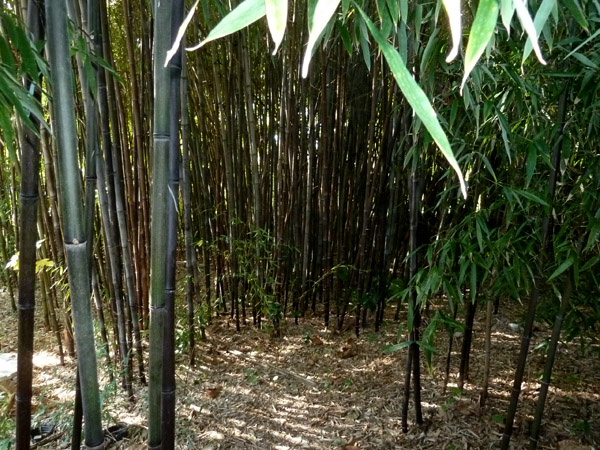 black bamboo