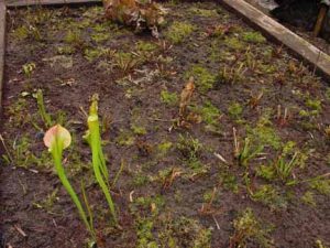 planted bog garden