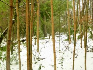 Castillion bamboo in the snow