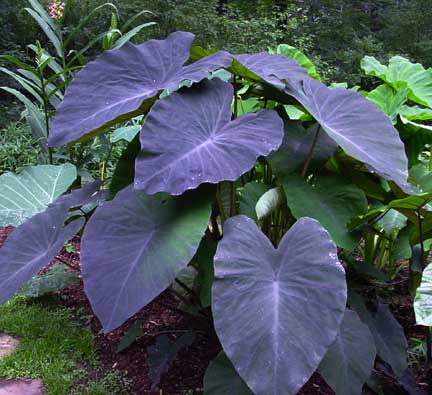 Black Magic Elephant Ear