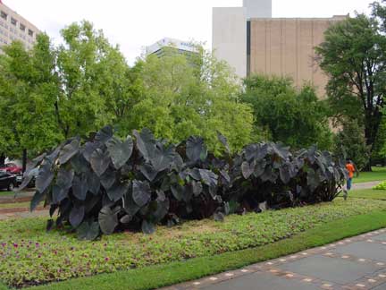 Black magic elephant ears in the park