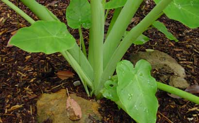 colocasia gigantea