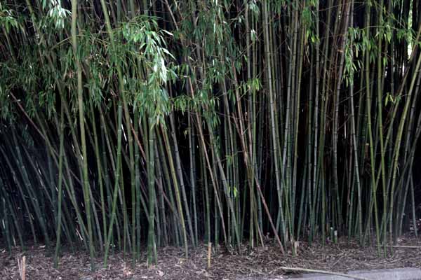 Phyllostachys bissetti Dwarf Bigplants