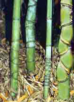 Distorted nodes of Golden bamboo