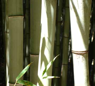 giant gray henon bamboo