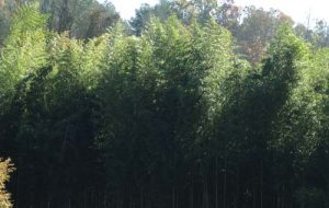 Grove of madake