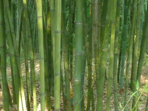 Houzeou Bamboo