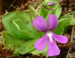 Pinguicula or butterwort