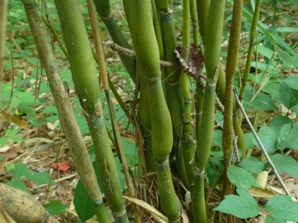 Psuedosasa japonica Tsutsumiana