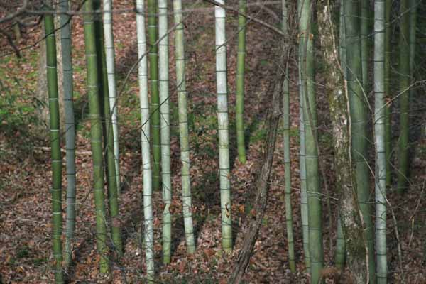 vivax bamboo