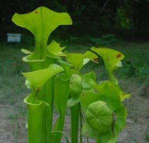 Sarracenia alata