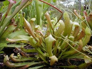 Sarracenia minor