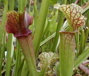 Sarracenia leucophylla