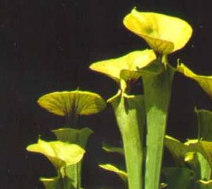 Sarracenia flava