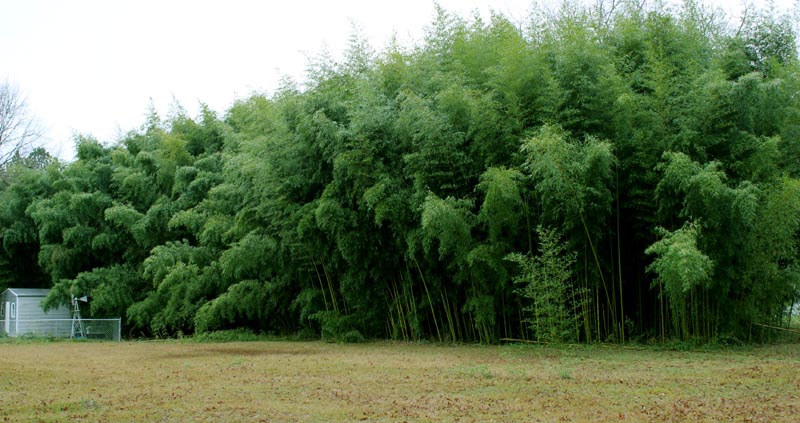 Slender crookstem bamboo