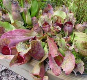 Sarracenia purpurea