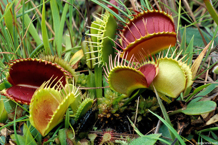 venus flytrap