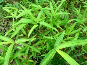 Dwarf Greenstripe bamboo