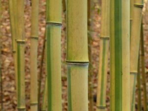 Spectabilis bamboo