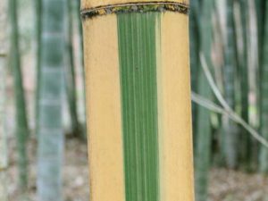 Castillion Bamboo