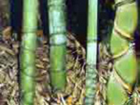 Golden Bamboo