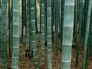 Giant Moso Bamboo