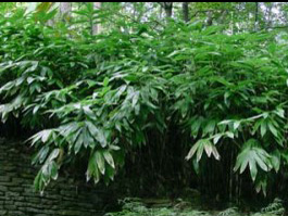 Palmata Bamboo