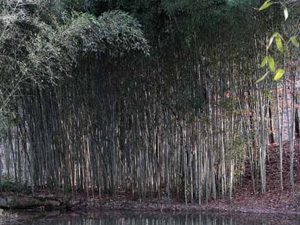 phyllostachys-nigra-henon