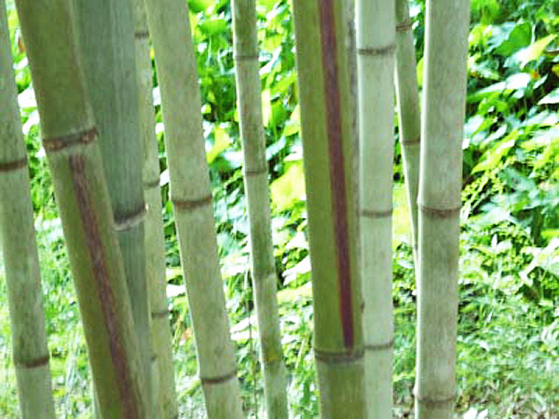 Black Stripe Bamboo