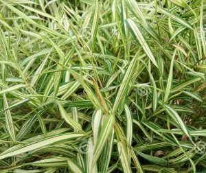 Dwarf White Stripe Bamboo