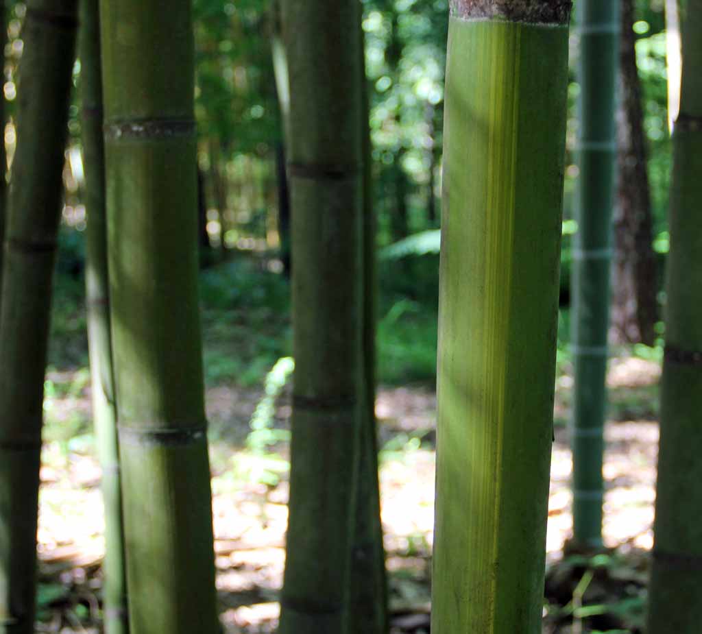 Pigskin bamboo