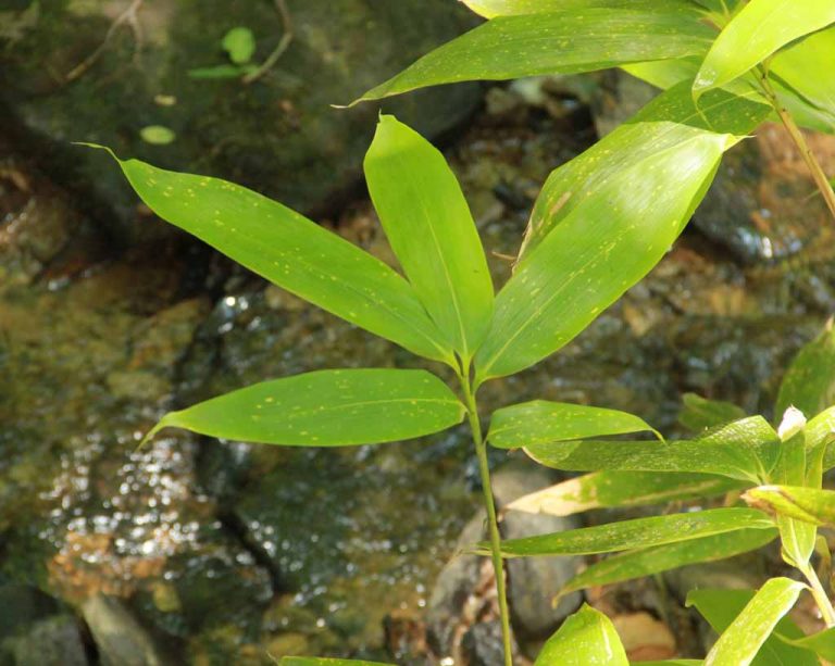 Sasa palmata leaf