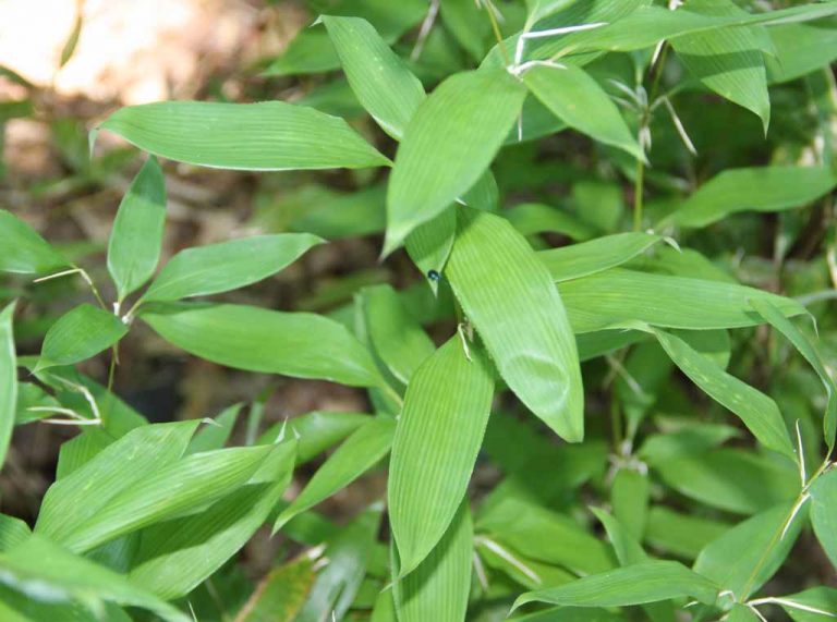 Ruscus bamboo
