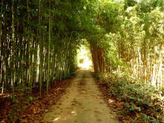 Robert Young bamboo